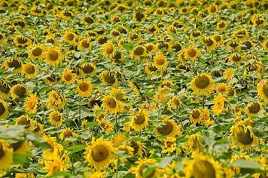 TGA 2023：《最后的哨兵（Last Sentinel）》公布